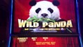 Wild Panda Slot Machine Bonus Big Win !